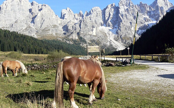 Val Venegia - domenica 18 giugno 2023